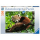 Schattige rode panda (500St)